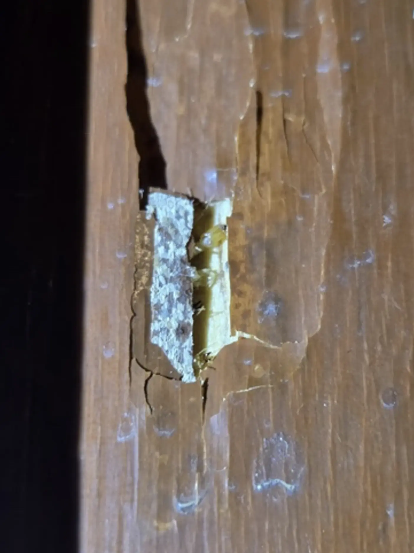 Interior de una pieza de madera deteriorada por termitas