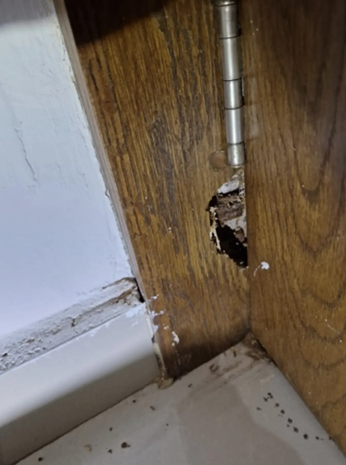 Daño por termitas junto a la bisagra de una puerta de madera